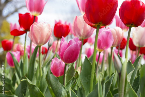 Beautiful tulip flower garden. The Expo 70 Commemorative Park, Osaka, Japan photo