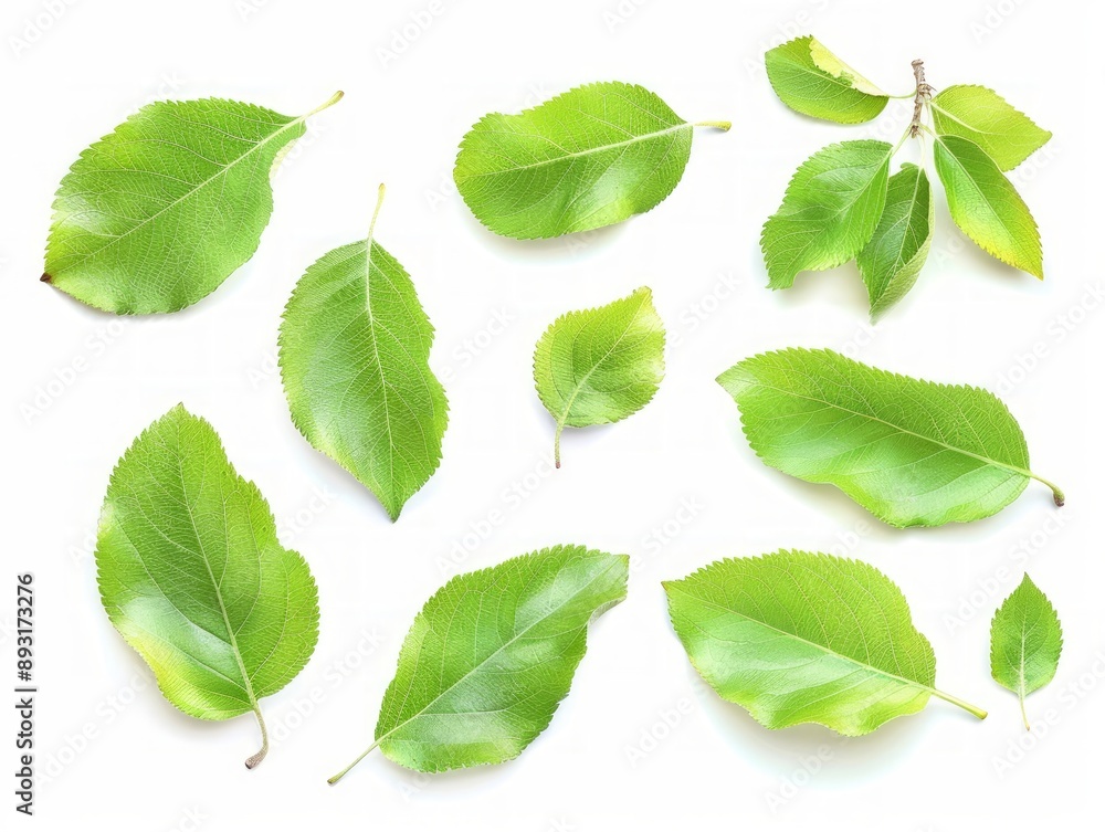 Fototapeta premium Apple Leaves in a White Canvas: A 4:3 Isolated Set