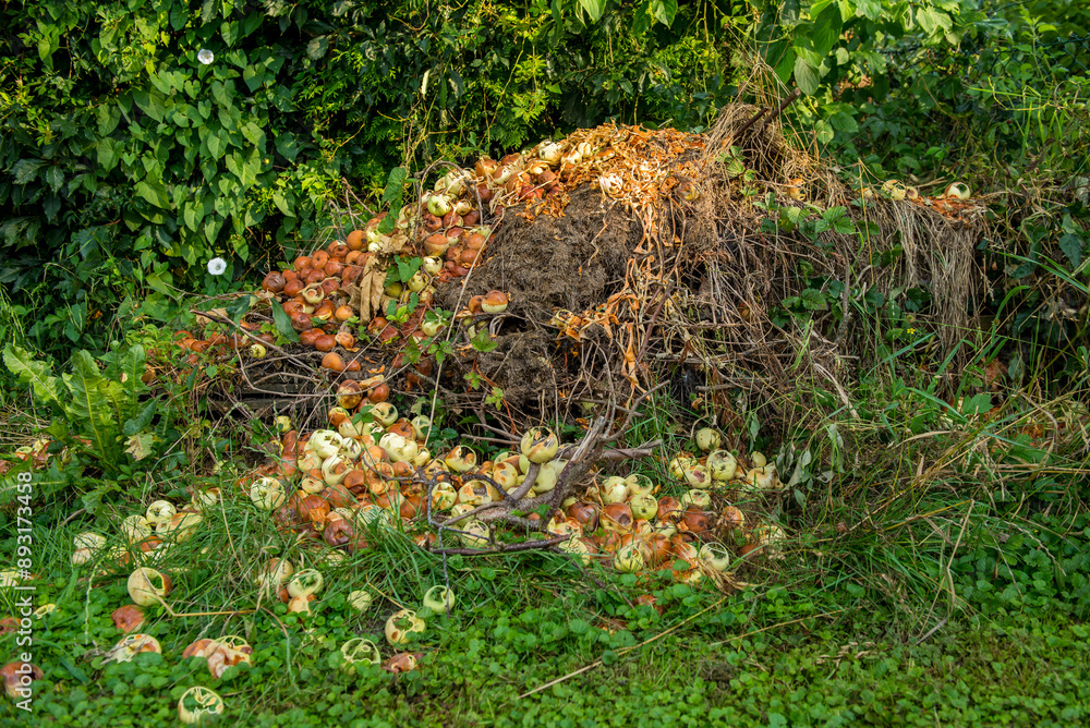 Obraz premium View of a compost heap with rotting apples on top. Rotting apples lying in a backyard.