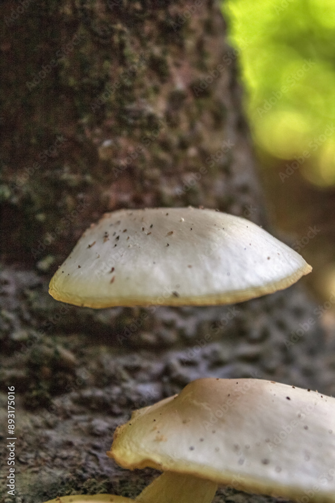 Macro - Forest - Europe, Romania, Suceava region Macro - Forest - Europe, Romania, Suceava region