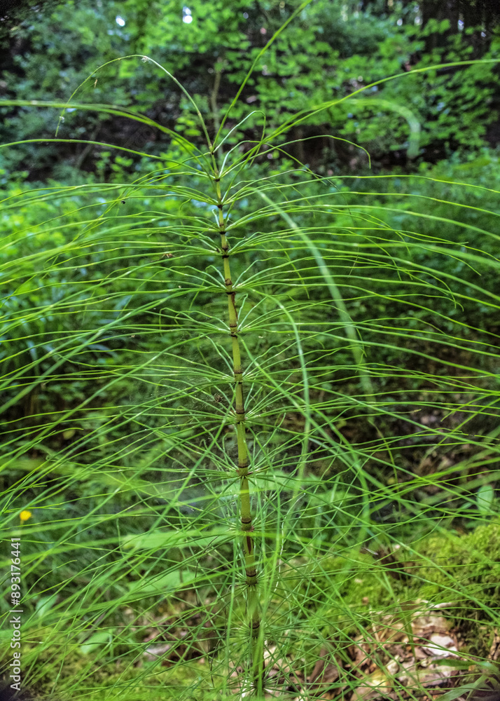 Macro - Forest - Europe, Romania, Suceava region Macro - Forest - Europe, Romania, Suceava region