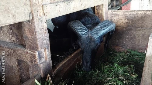 Video footage of a local male Indonesian black sheep with horns in a pen eating before Eid al-Adha holiday
