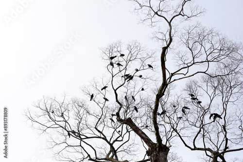 Japanese crows on tree in Yasaka shrine, Kyoto city, Japan photo