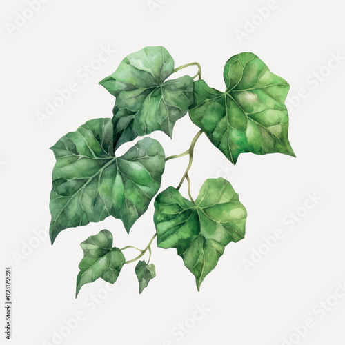 Watercolor ivy leaves illustration