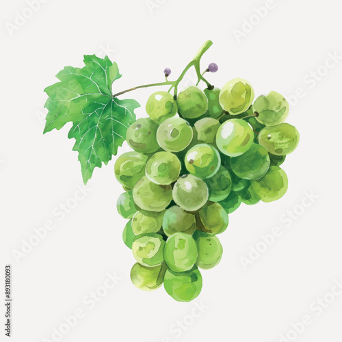 Watercolor green grape illustration