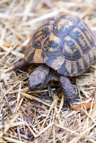 Testudo horsfieldii. Agrionemys horsfieldii. Turtle on the ground. Plant-eating reptile.  A herbivorous reptile. Testudinidae. Testudo