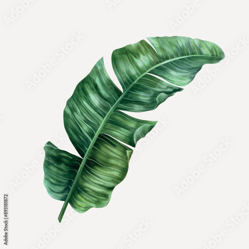 Tropical green banana leaf illustration