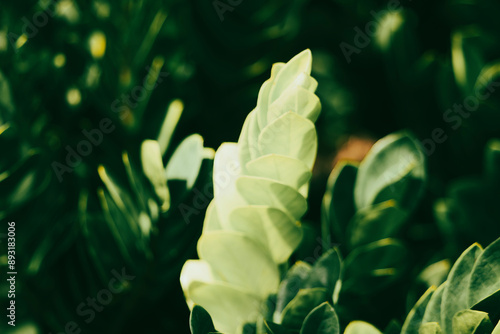  toxic gases.The stems and leaves of the Zamioculcas zamiifolia contain many calcium oxalate crystals,leaves. Zamioculcas zamiifolia Depending on the quantity needed, you can choose different propagat photo