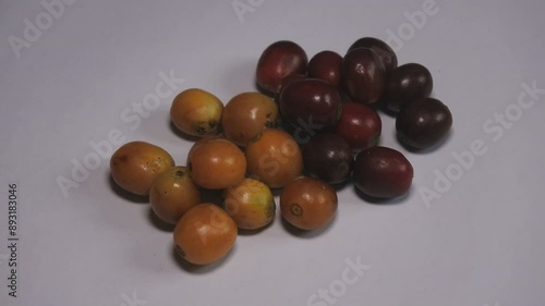 Video footage of fresh red and yellow arabica and yellow catura coffee berries