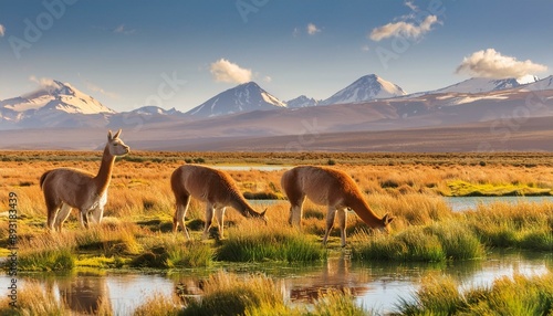 Nature's Harmony: Vicunas in the Putana Wetlands of Chile photo