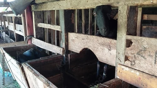 Video footage of a local female Indonesian black sheep in a pen eating