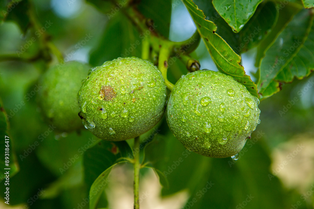 Obraz premium Green young walnuts grow on a tree after the rain. The walnut tree grows waiting to be harvested. Ripe nuts.