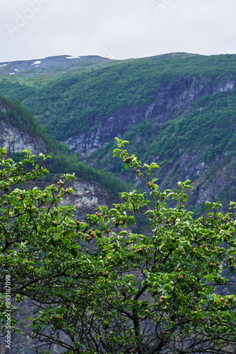 Apple tree from Otternes 