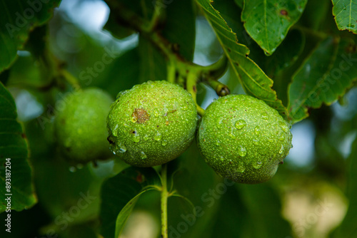 Wallpaper Mural Green young walnuts grow on a tree after the rain. The walnut tree grows waiting to be harvested. Ripe nuts. Torontodigital.ca