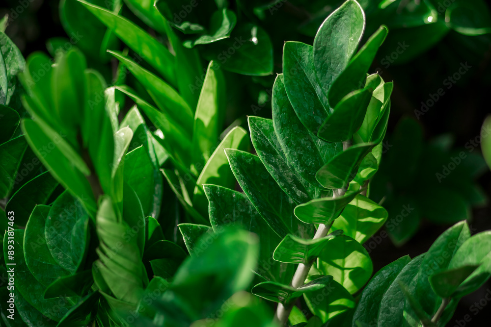 Obraz premium toxic gases.The stems and leaves of the Zamioculcas zamiifolia contain many calcium oxalate crystals,leaves. Zamioculcas zamiifolia Depending on the quantity needed, you can choose different propagat