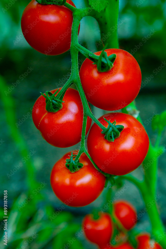 Red tomatoes on a branch in a greenhouse. Farm for growing vegetables. Eco plantation. Red tomatoes on a branch in a greenhouse. Farm for growing vegetables. Eco plantation.