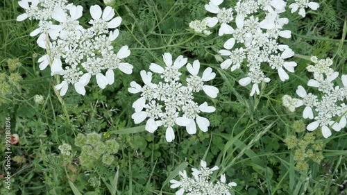 Orlaya Grandiflora, with Its Cool White Lace Flowers  |  Japan photo