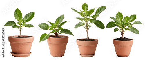 Wallpaper Mural set of plants in a pot isolated on transparent background Torontodigital.ca