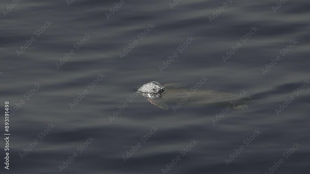 Sea Turtle Caretta Caretta in mediterranean slow motion