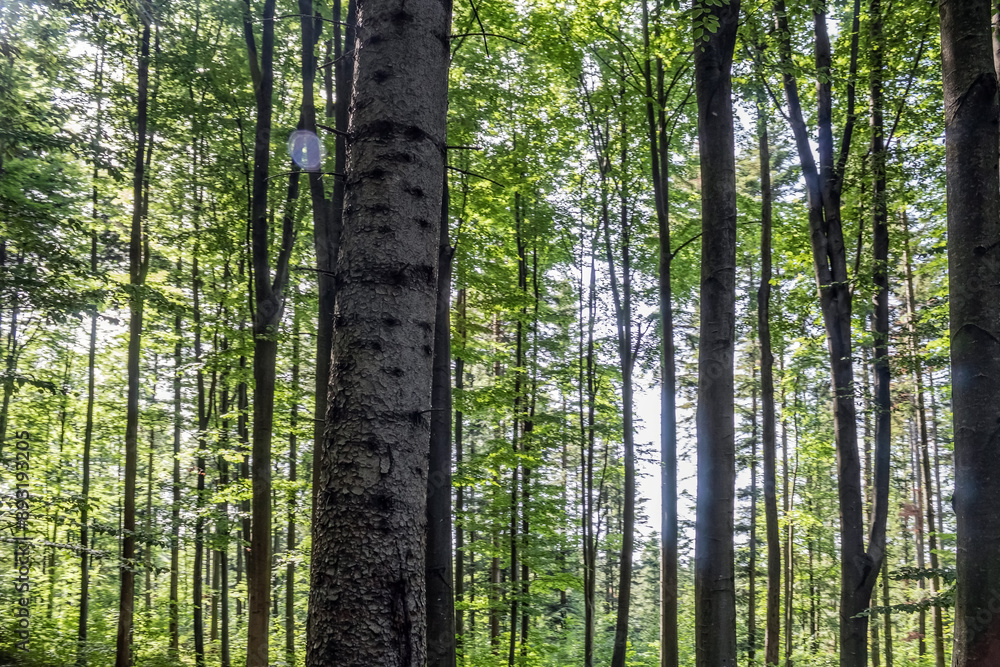 Landscapes - Forest - Europe, Romania, Suceava region Landscapes - Forest - Europe, Romania, Suceava region
