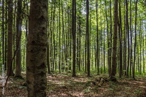 Landscapes - Forest - Europe, Romania, Suceava region