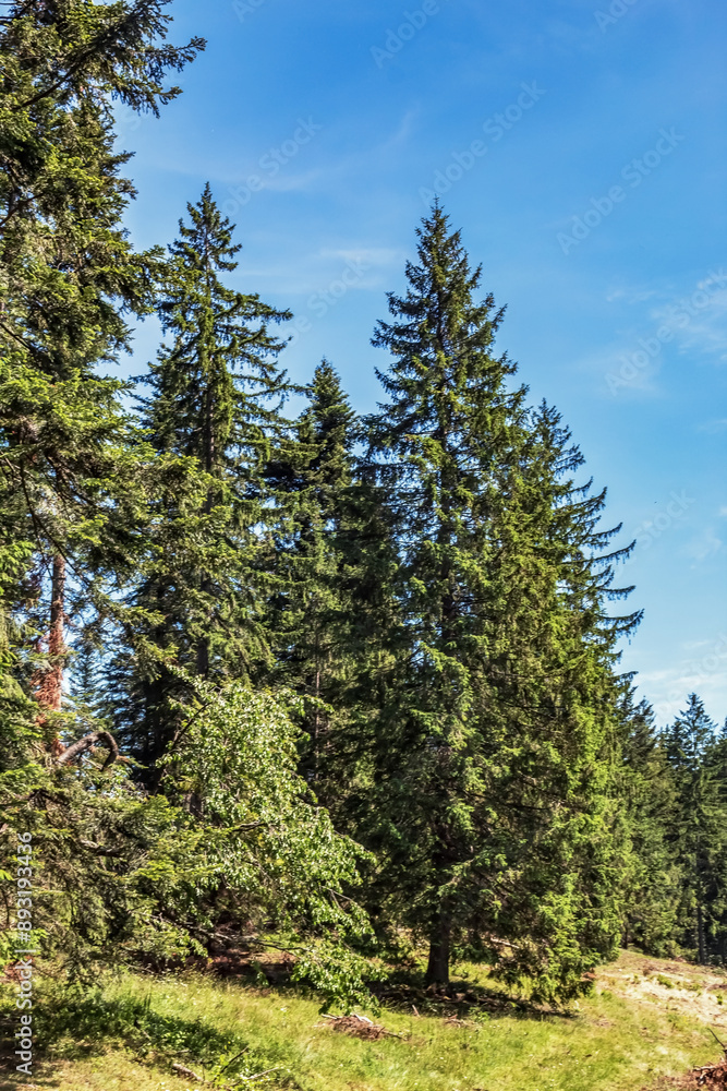 Landscapes - Forest - Europe, Romania, Suceava region Landscapes - Forest - Europe, Romania, Suceava region