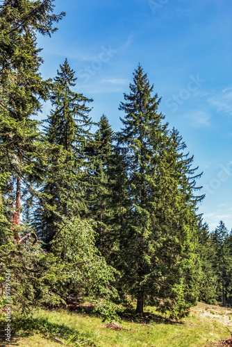 Landscapes - Forest - Europe, Romania, Suceava region