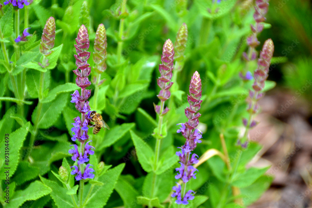 Blooming macro lupine flower. Violet spring and summer flower Blooming macro lupine flower. Violet spring and summer flower
