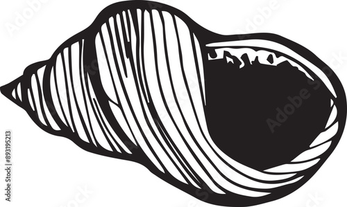 Sea shell sketch.