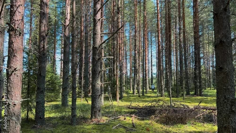 A grandmother and her granddaughter pick mushrooms in a pine forest in the north A grandmother and her granddaughter pick mushrooms in a pine forest in the north