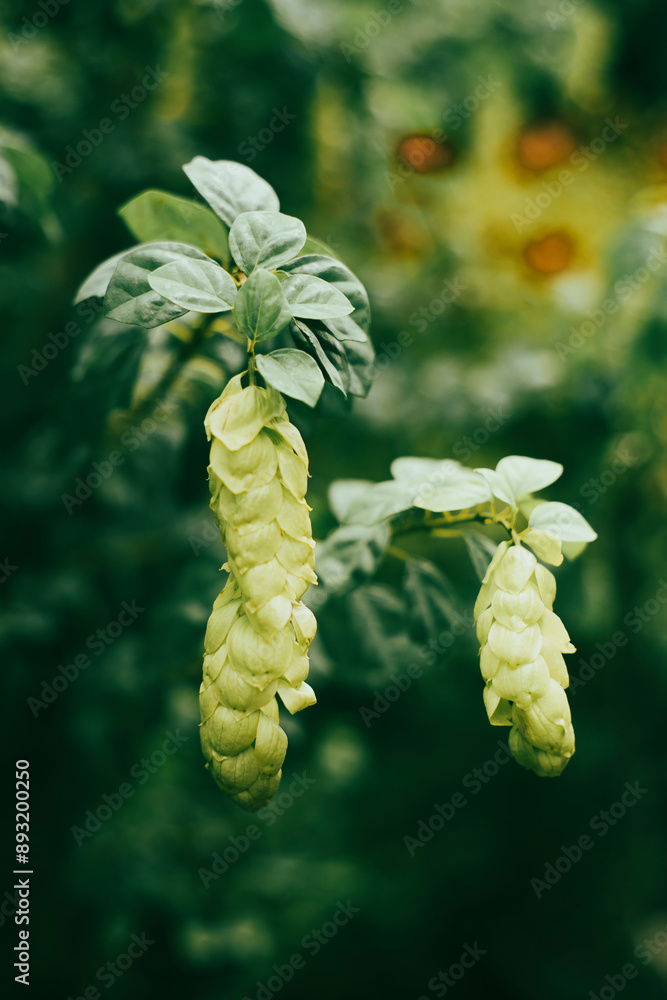 water and soil. This represents autonomy, endurance and strength to overcome difficulties. It is a perennial shrub famous for the beautiful beauty of its water and soil. This represents autonomy, endurance and strength to overcome difficulties. It is a perennial shrub famous for the beautiful beauty of its
