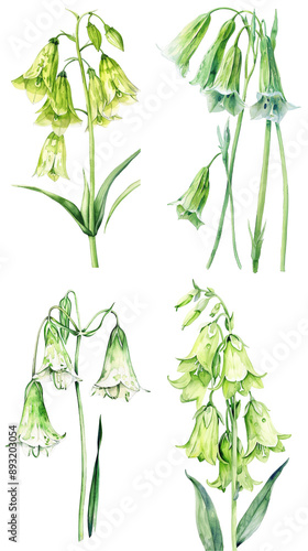 Wallpaper Mural Watercolor Bells of Ireland Flower. Beautiful Moluccella laevis flower. Torontodigital.ca