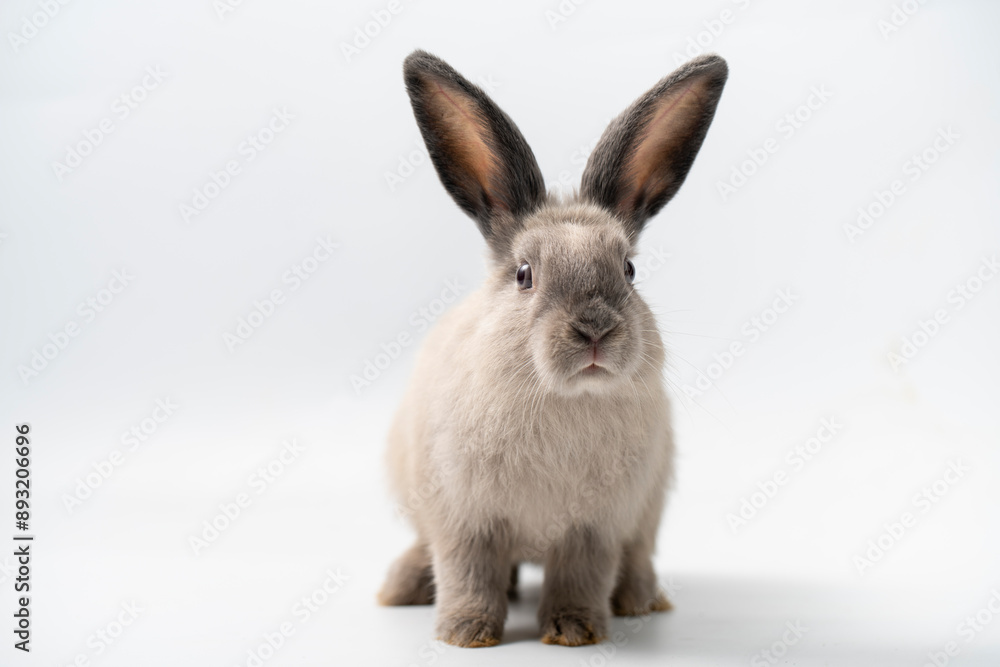 Baby rabbit on white background , Cute Little rabbit healthy isolated on white Baby rabbit on white background , Cute Little rabbit healthy isolated on white