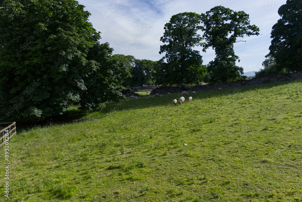 Ireland - Cashel Sheep