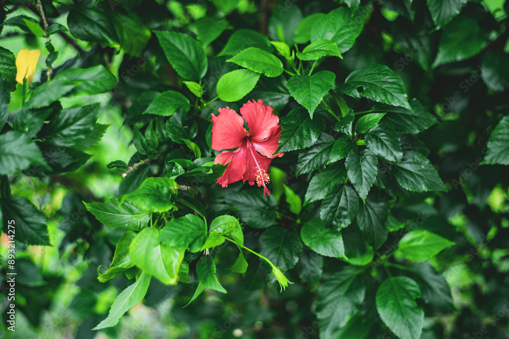 green-leaved shrub native to Southeast Asia that belongs to the mallow family. The Hibiscus rosa-sinensis is often grown in tropical and subtropical green-leaved shrub native to Southeast Asia that belongs to the mallow family. The Hibiscus rosa-sinensis is often grown in tropical and subtropical