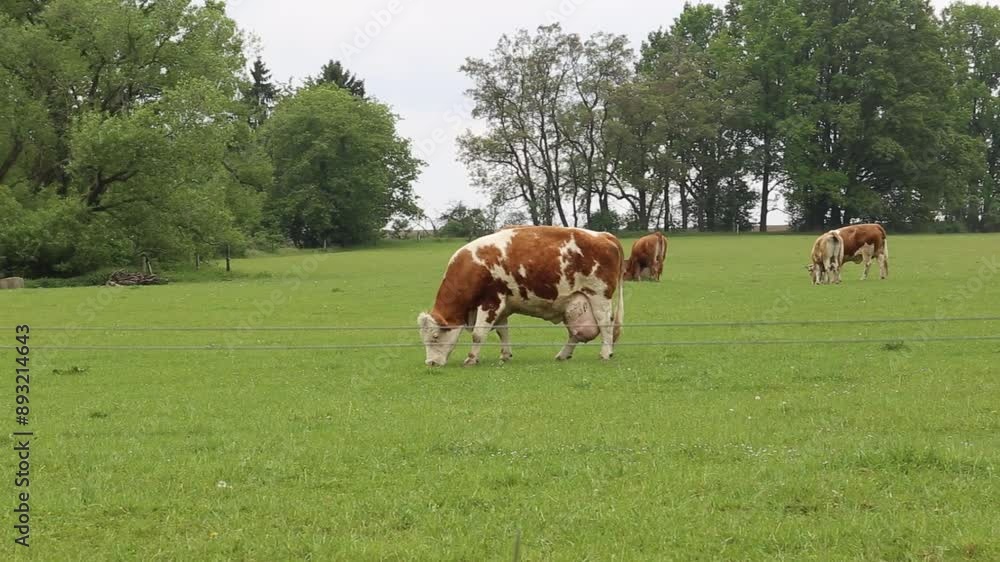Cows graze in a pasture near a farm.
Cows graze in a pasture near a farm.