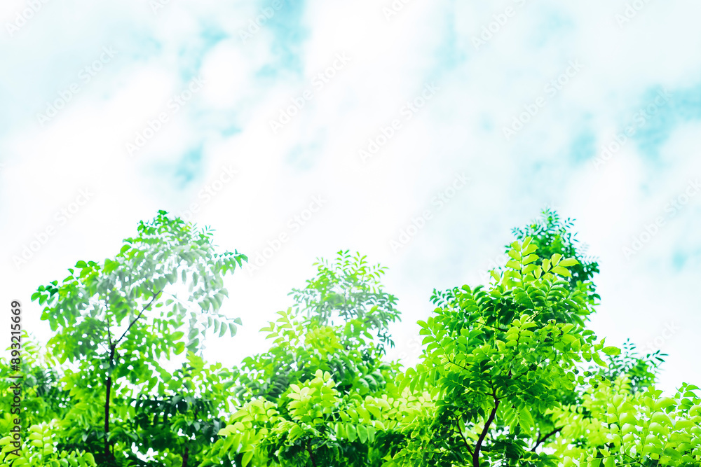 Fototapeta premium The diameter of the trunk and canopy of Samanea is very large, sometimes the canopy of Samanea is up to 30 m wide, more than the height of Samanea, the foliage is very dense, Samanea is always green a
