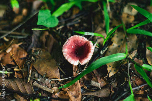 Foto field mushroom (A