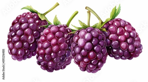 Wallpaper Mural Vibrant boysenberry watercolor art showcases rich hues and delicate brushstrokes, perfect for any art lovers collection. Torontodigital.ca