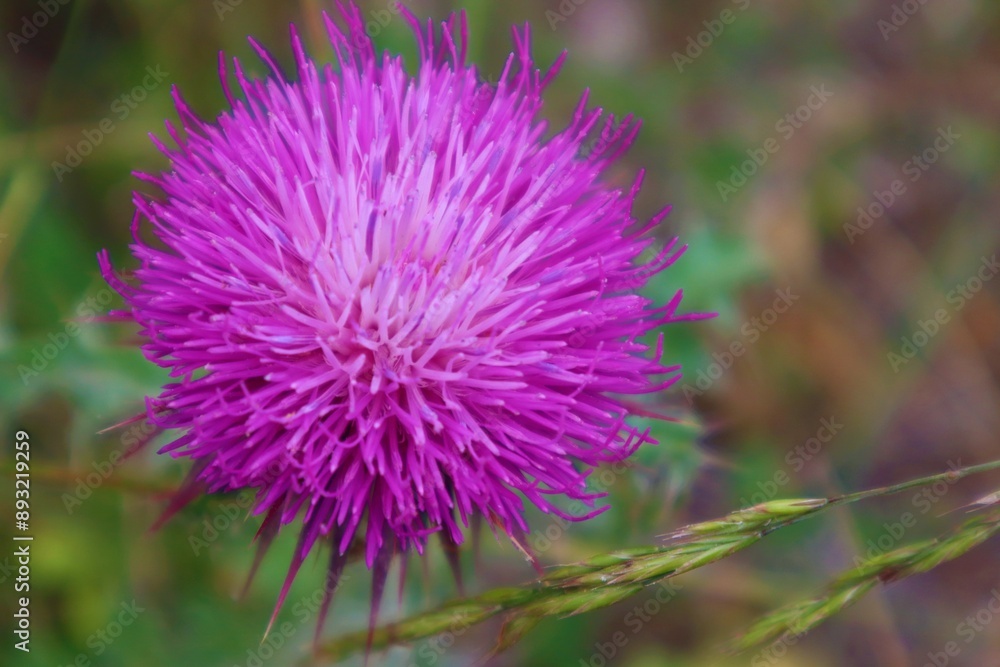 Thistle flowers at the forest in Aladaglar, Bolu, Turkey. Silybum marianum herbal remedy, Saint Mary's Thistle, Marian Scotch thistle, Mary Thistle, Cardus marianus bloom. Thistle flowers at the forest in Aladaglar, Bolu, Turkey. Silybum marianum herbal remedy, Saint Mary's Thistle, Marian Scotch thistle, Mary Thistle, Cardus marianus bloom.