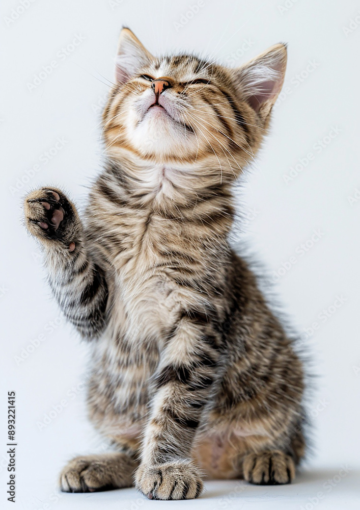 Playful cat purring, white background, International Cat Day, bright eyes, relaxed posture, Playful cat purring, white background, International Cat Day, bright eyes, relaxed posture,