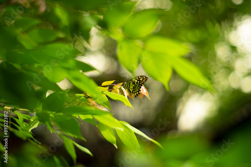 ence,Happiness is a butterfly, butterflies in bowl on table,Surface level of butterflies on ground,butterfly on plant stem,butterfly, insect, macro, nature, View of butterflies photo