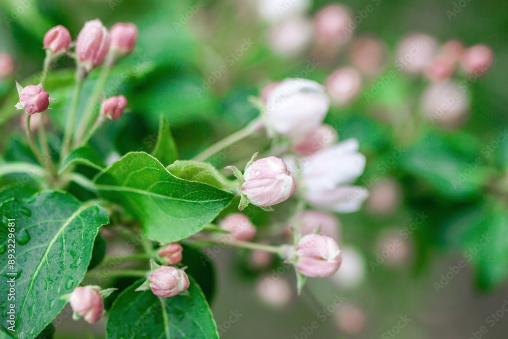 Delicate pink apple blossoms on a tree branch with green leaves in early spring. Delicate pink apple blossoms on a tree branch with green leaves in early spring.