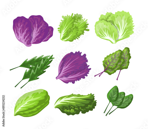 Cartoon Color Fresh Salad Leaves Set Healthy Organic Vegetarian Food Concept Flat Design Style. Vector illustration of Radicchio and Lettuce