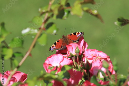 Roter Schmetterling auf dem Rosenbusch