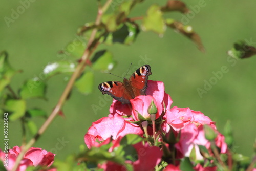 Roter Schmetterling auf dem Rosenbusch