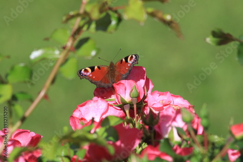 Roter Schmetterling auf dem Rosenbusch
