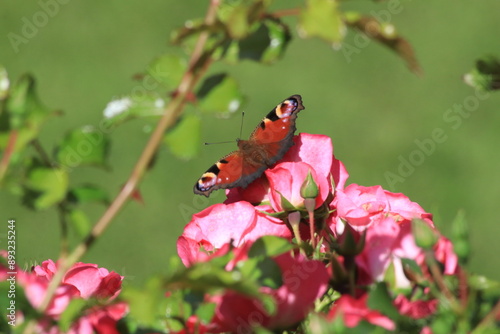Roter Schmetterling auf dem Rosenbusch
