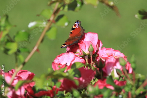 Roter Schmetterling auf dem Rosenbusch
