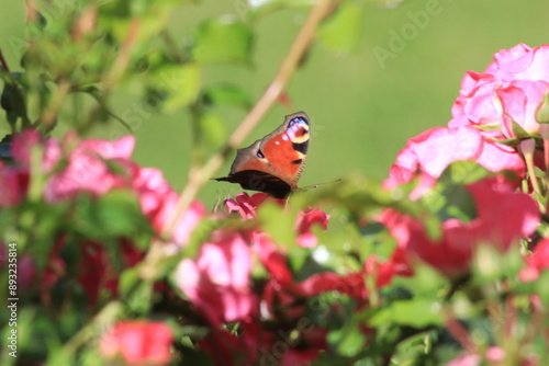 Roter Schmetterling auf dem Rosenbusch